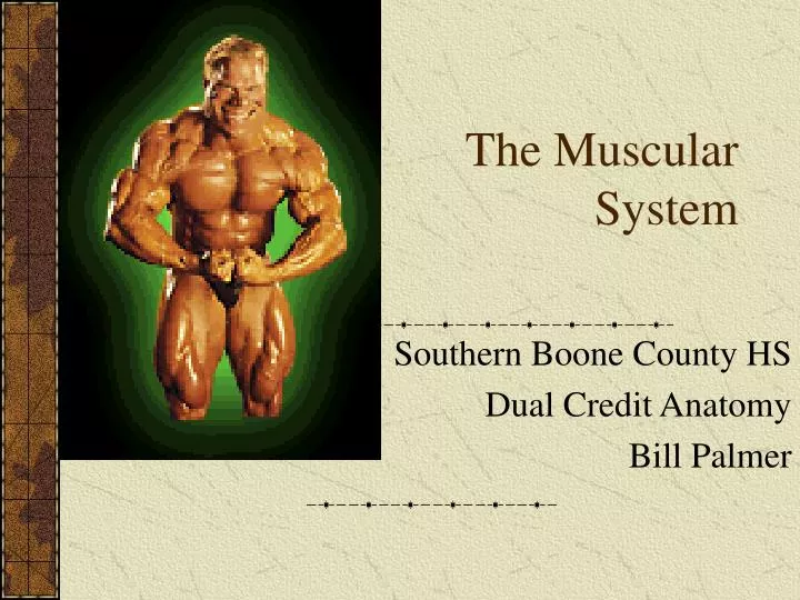 the muscular system n.