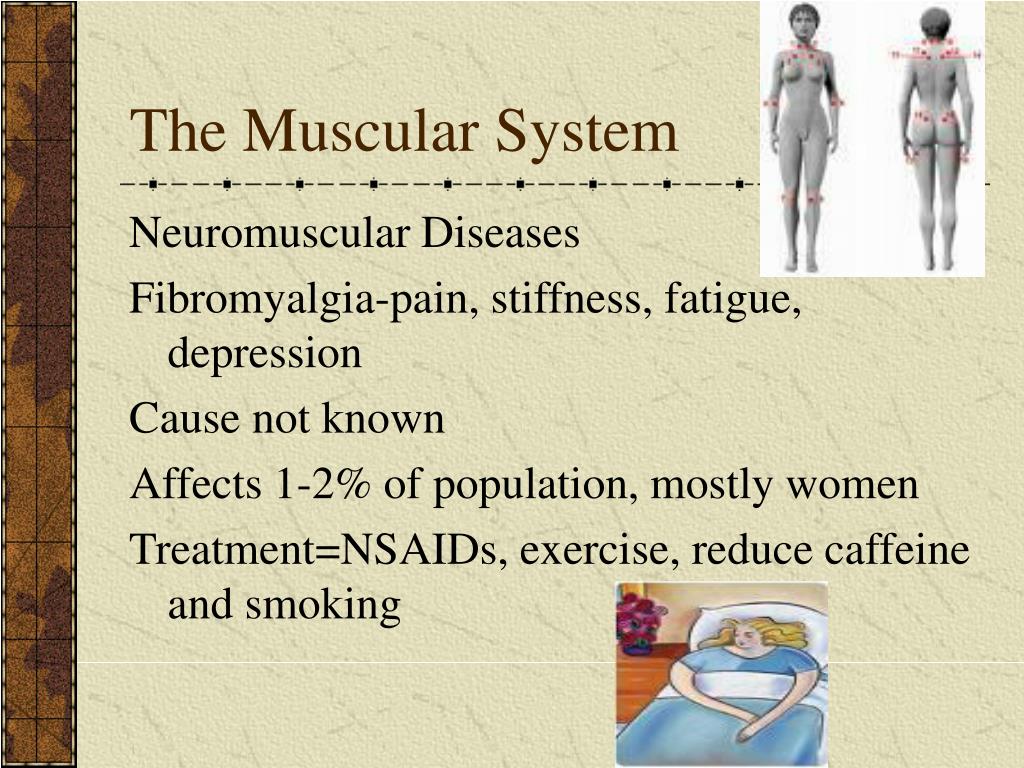 PPT - The Muscular System PowerPoint Presentation, free download - ID ...