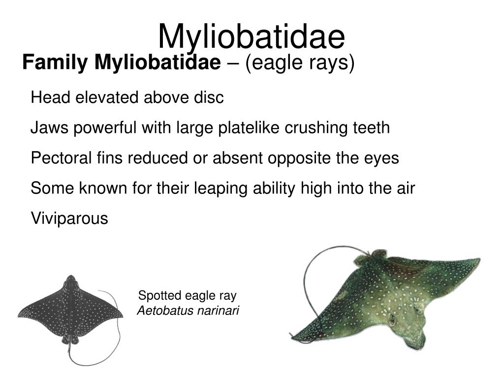 PPT - Natural History of Sharks, Skates, and Rays Phylogeny of Batoidea ...