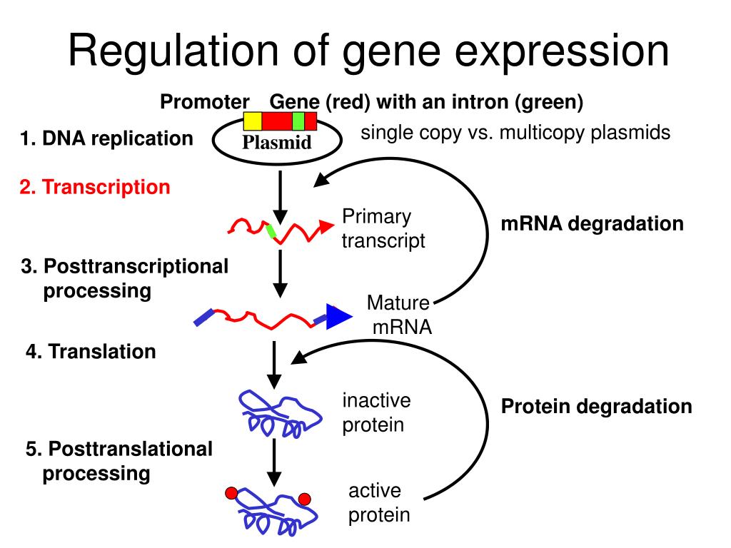 Regulation of gene expression.