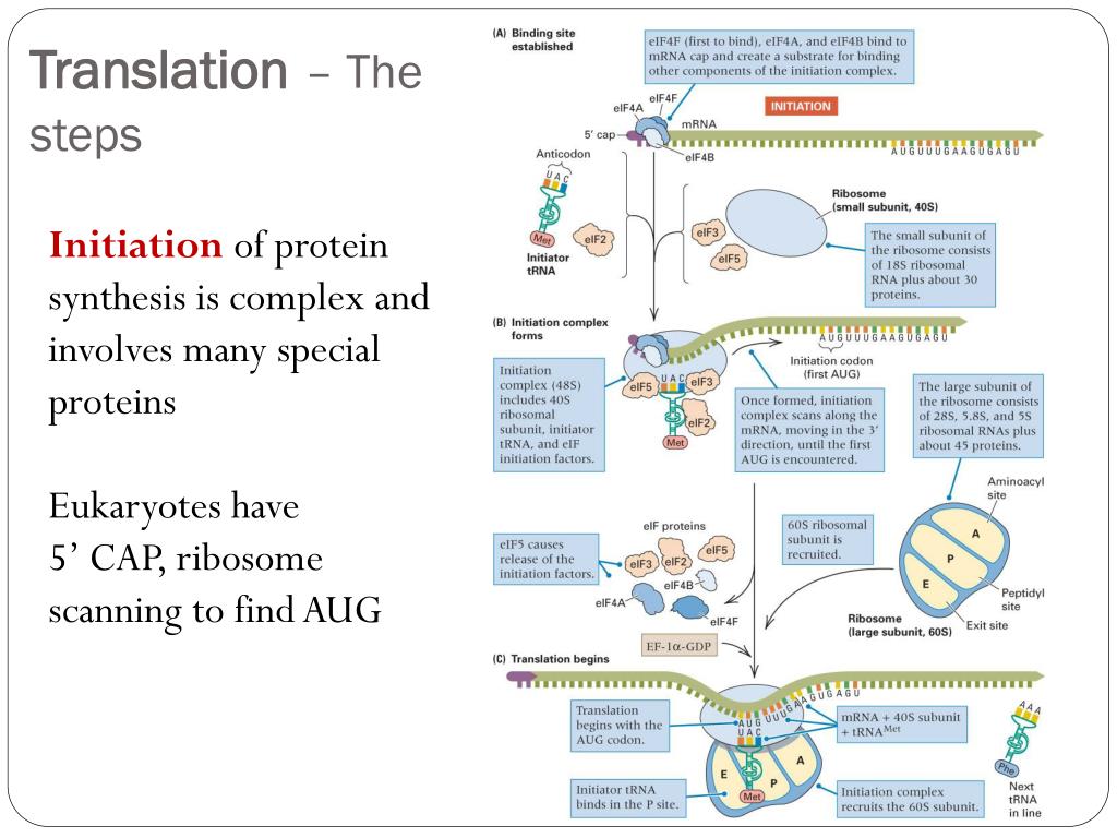 PPT Molecular Biology Of Gene Expression PowerPoint Presentation PPT Molecular Biology Of Gene Expression PowerPoint Presentation