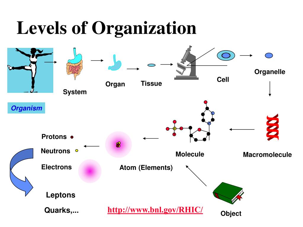 Tissues and organs