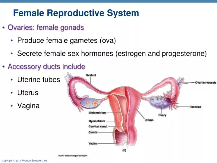 female reproductive system n.