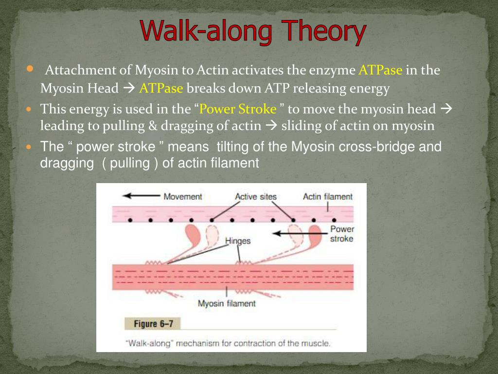 PPT - Physiology of Skeletal Muscle Contraction PowerPoint Presentation -  ID:6147518