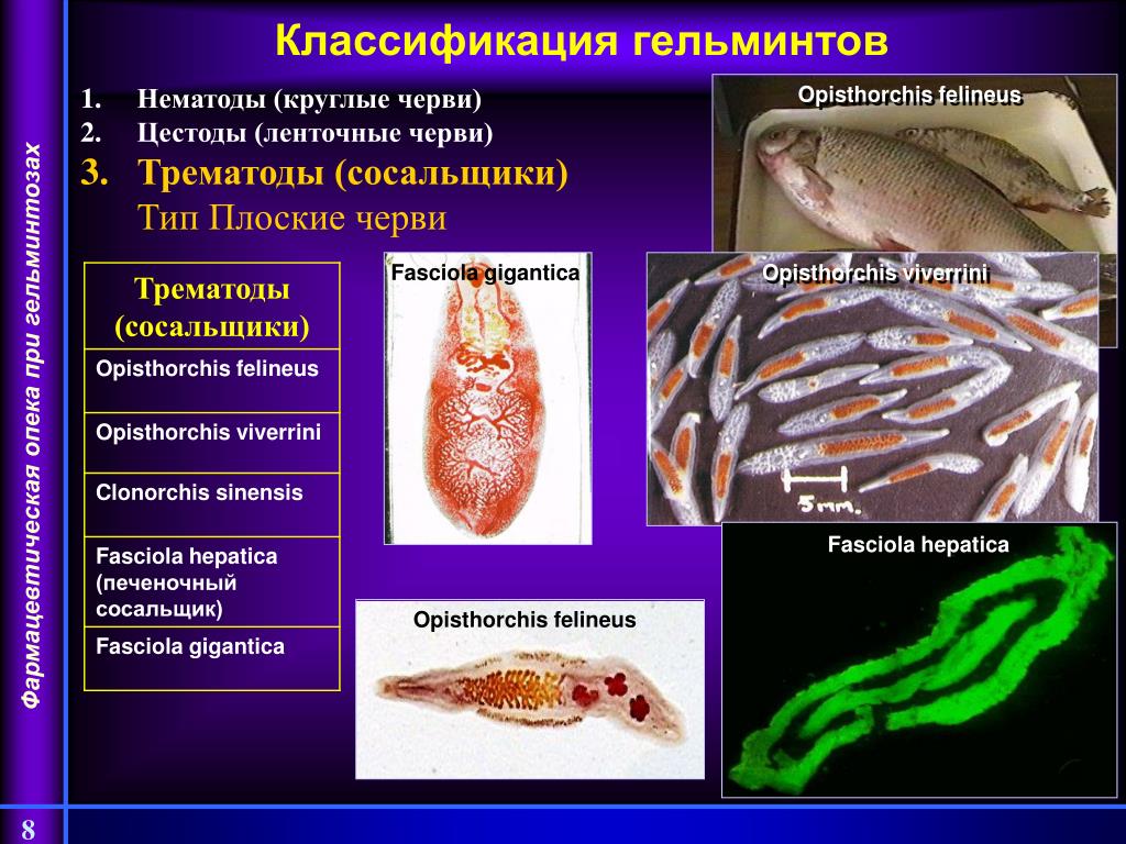 К какому типу относят червей. К гельминтам класса трематоды относятся. Классификация глистов трематоды нематоды цестоды. Плоский червь печеночный сосальщик. Паразитические плоские черви сосальщики и ленточные.