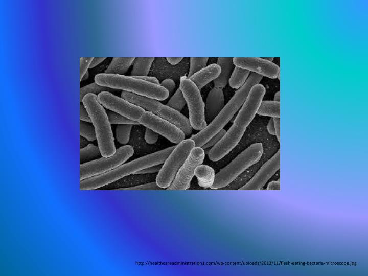 PPT - An Introduction to Eukaryotic and Prokaryotic cells. PowerPoint