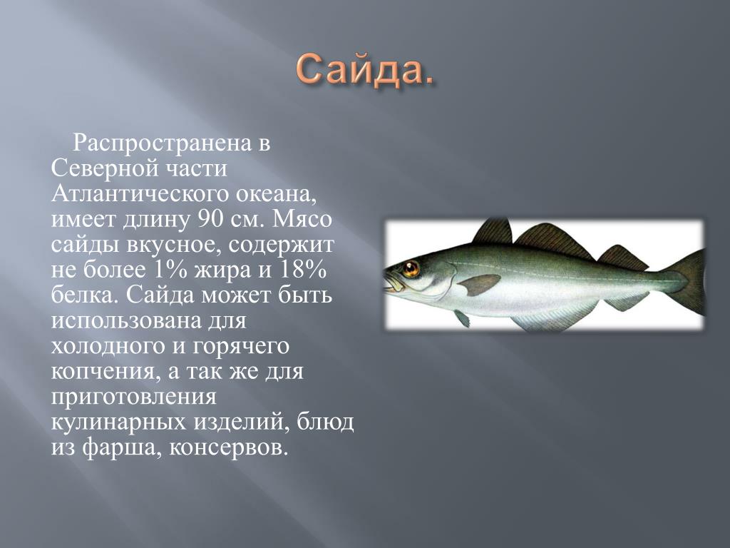 Рыба Сайда Фото И Описание Цена