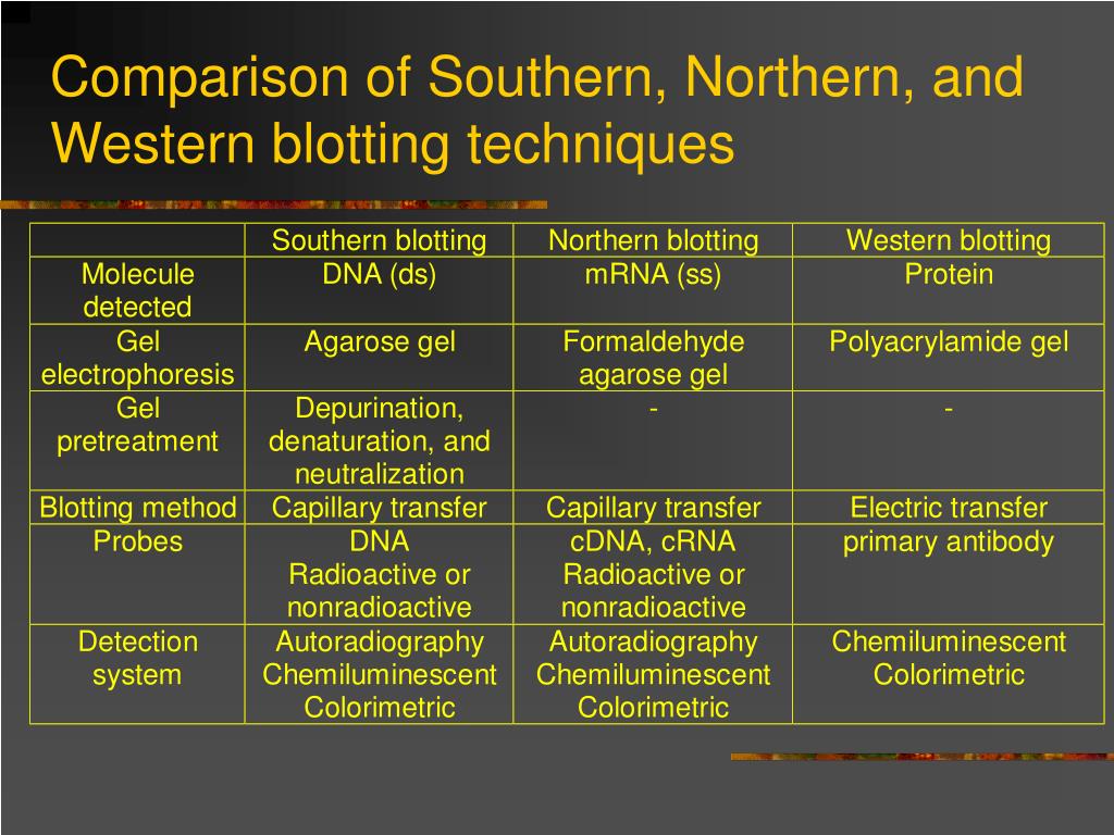 southern northern western blot southern northern western blot