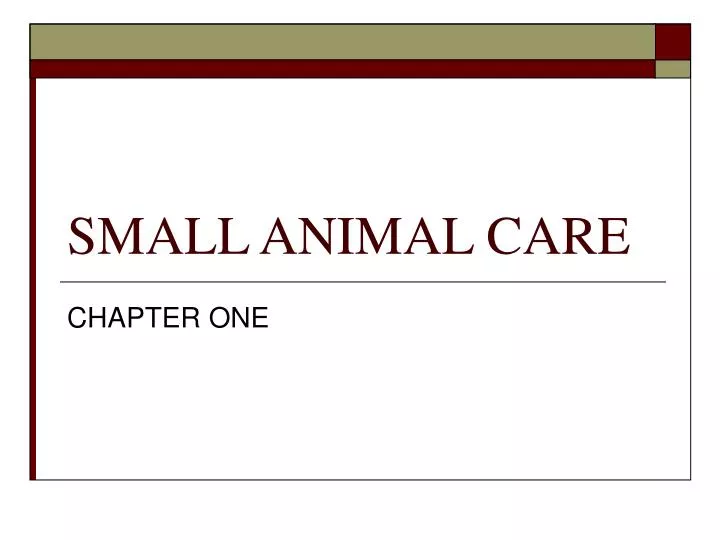 PPT SMALL ANIMAL CARE PowerPoint Presentation, free download ID6154374