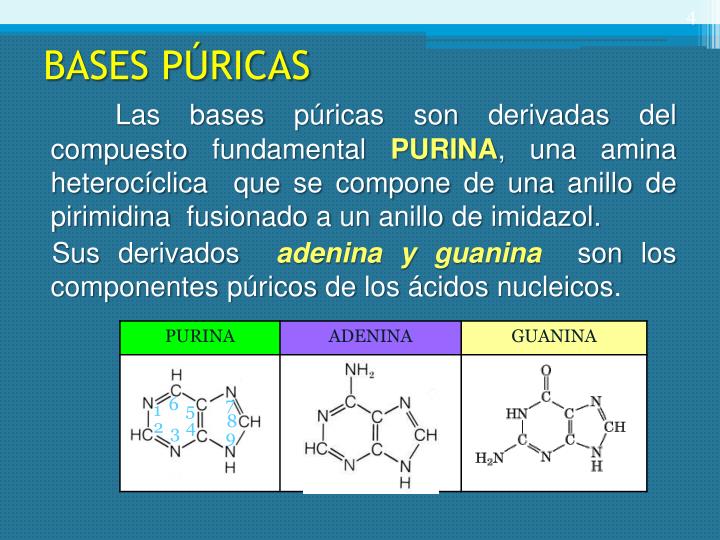PPT - NUCLEÓSIDOS Y NUCLEÓTIDOS PowerPoint Presentation - ID:6156455