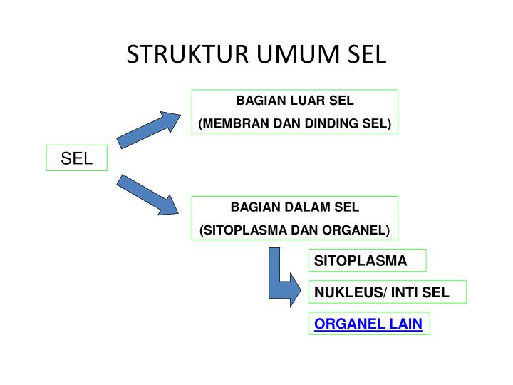 PPT - ORGANISASI KEHIDUPAN PowerPoint Presentation - ID 