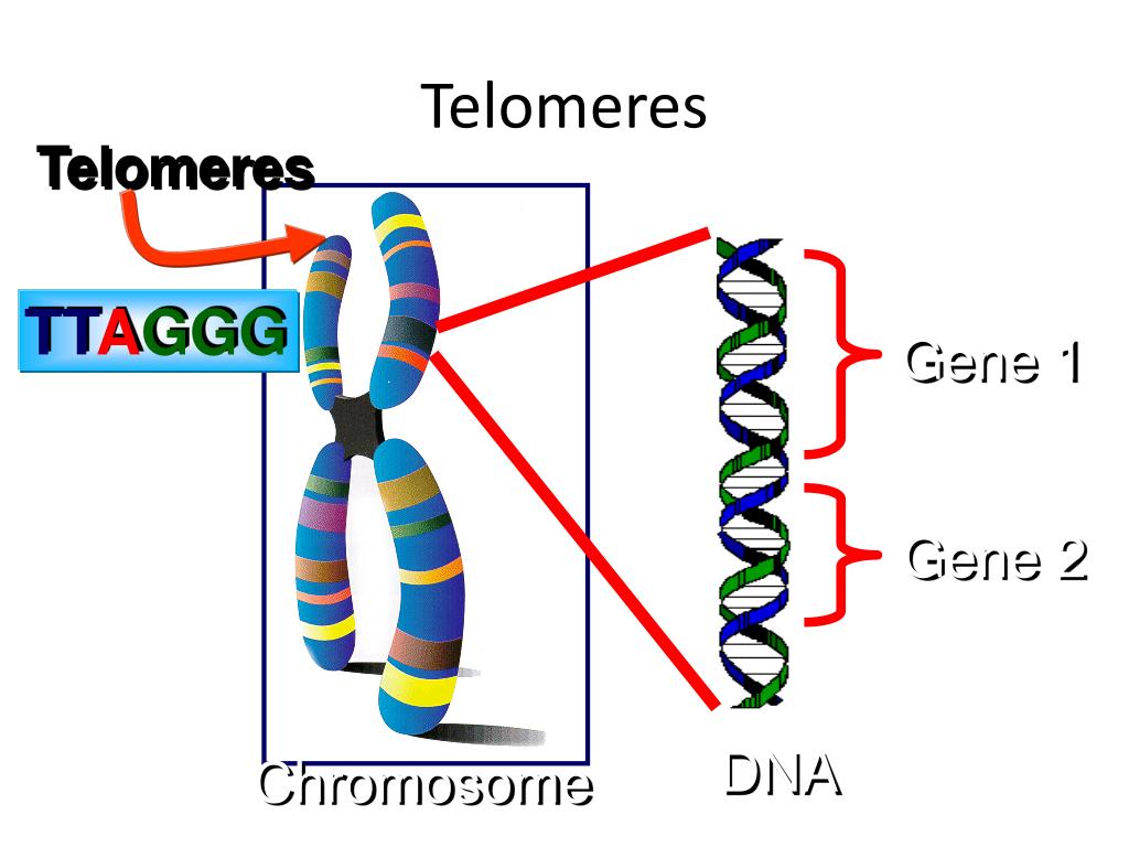 Кольцевая хромосома 1. Теломера схема. Теломер х, рисунок. Укорачивание теломер. Alt удлинение теломер.