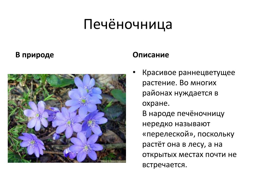 Печеночница ядовитое растение