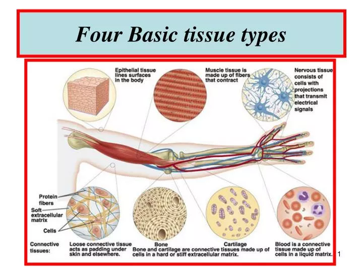The Basic Types Of Tissue