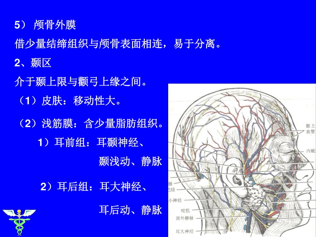 Ppt 大纲要求概述表面解剖详细内容操作过程实习要点自我测试powerpoint Presentation Id Ppt 大纲要求概述表面解剖详细内容操作过程实习要点自我测试powerpoint Presentation Id