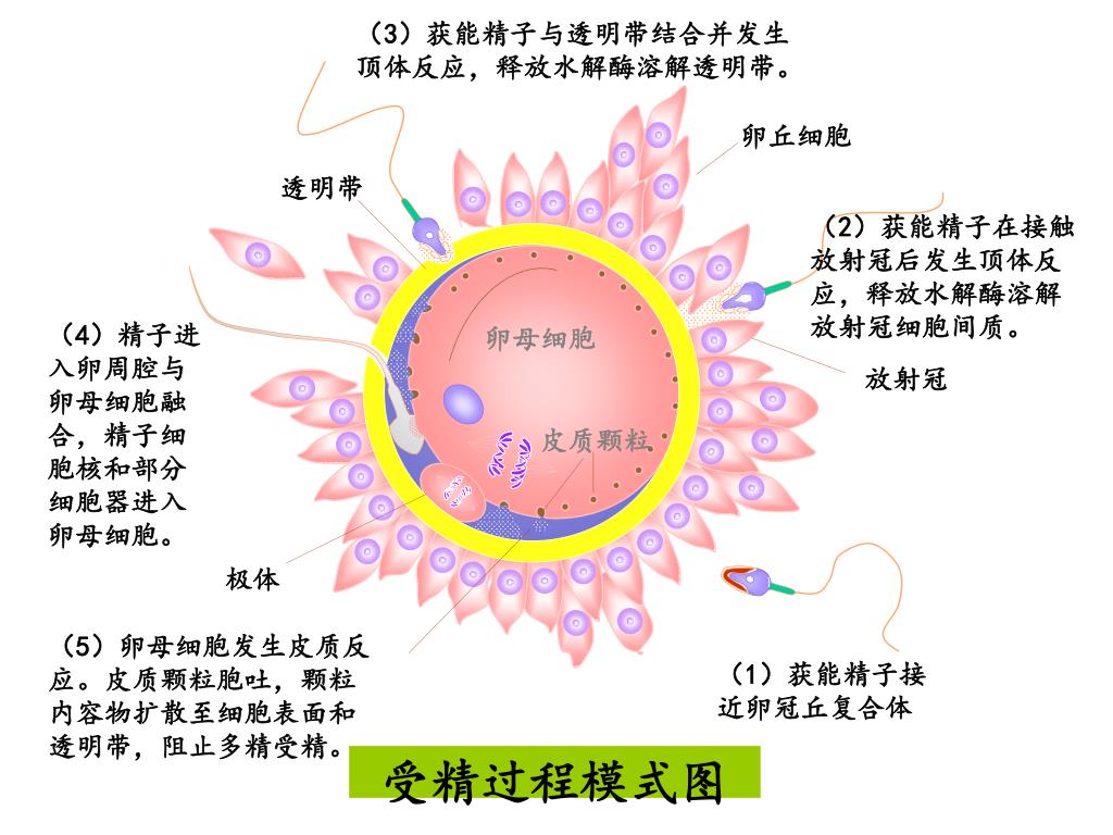 精子和卵子摄影图片-精子和卵子摄影作品-千库网