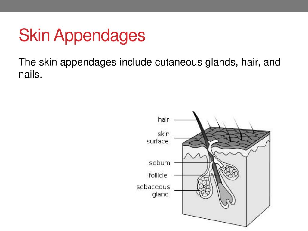 Skin Appendages: Hair, Nails, Glands PowerPoint Presentation ... Biology Diagrams