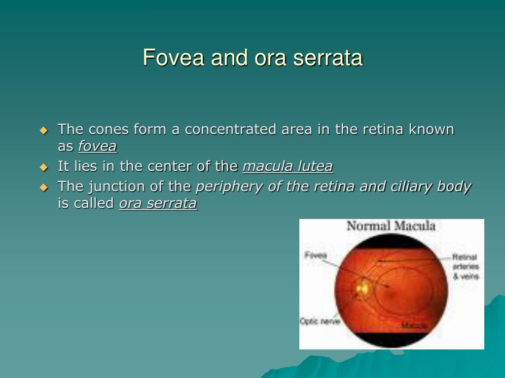 PPT - Retina and Vitreous PowerPoint Presentation; free download - ID