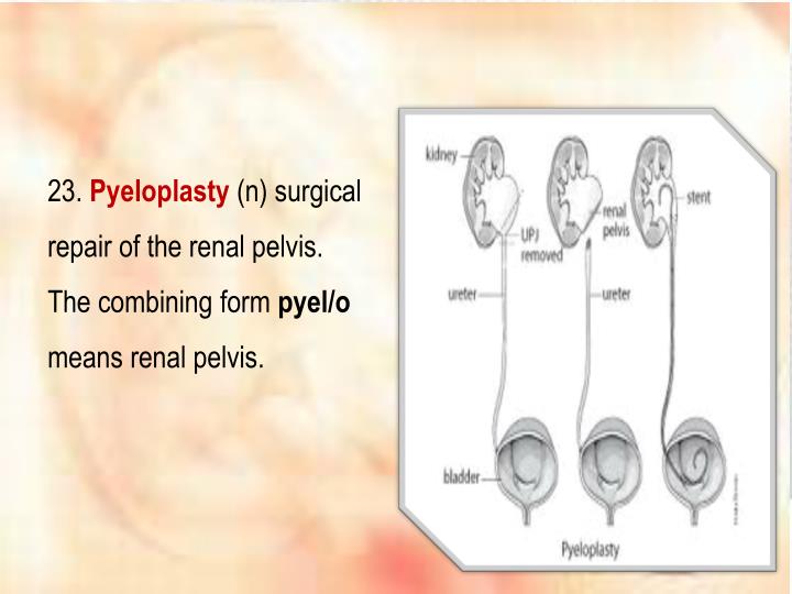 ppt the urinary system powerpoint presentation id 6160932 combining form for bladder