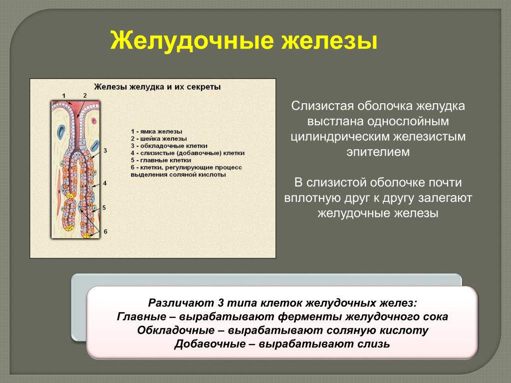 Клетки пищеварительных желез. Главные железы желудка секретируют. Строение желудочных желез. Желудочные железы строение и функции.