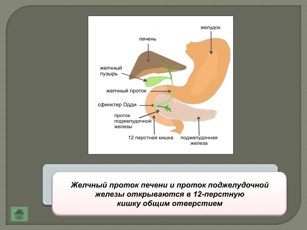 Анализ печень и поджелудочная железа. Протоки пищеварительной системы. Протоки печени и поджелудочной железы. Печень желчный 12 перстная кишка. Проток желудочной железы открывается в.