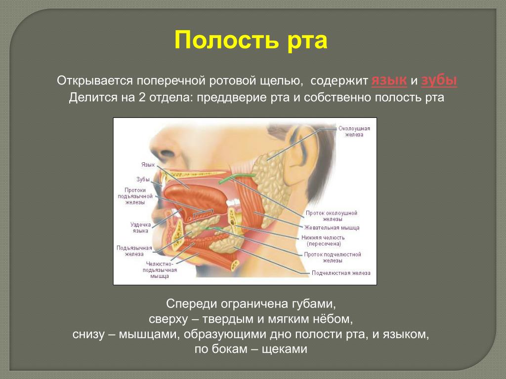 Полость рта представлена. Собственно полость рта ограничена снизу. Границы ротовой полости и отделы. Ротовая полость делится. Преддверие ротовой полости.