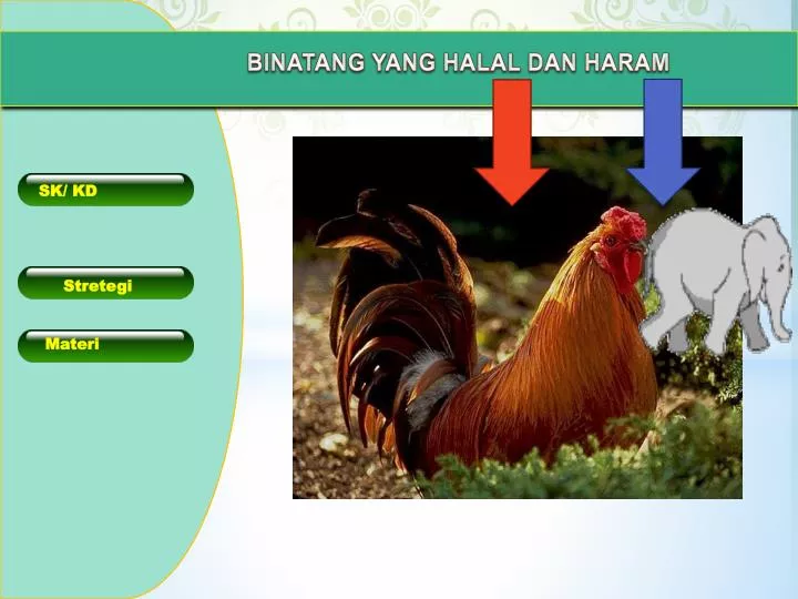 730+ Gambar Hewan Halal Dan Haram Menurut Islam HD Terbaru