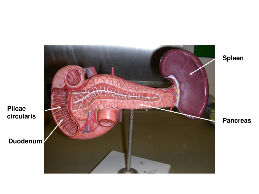 PPT - Digestive System Histology and Models PowerPoint Presentation ...