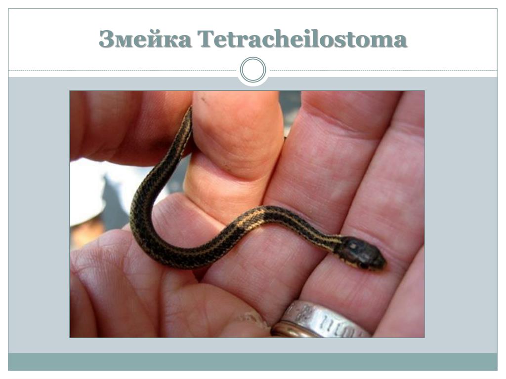 Мелкие змейки. Tetracheilostoma carlae (узкоротая змея). Барбадосская узкоротая змея.