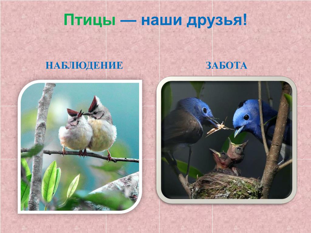 Слоган птицы
