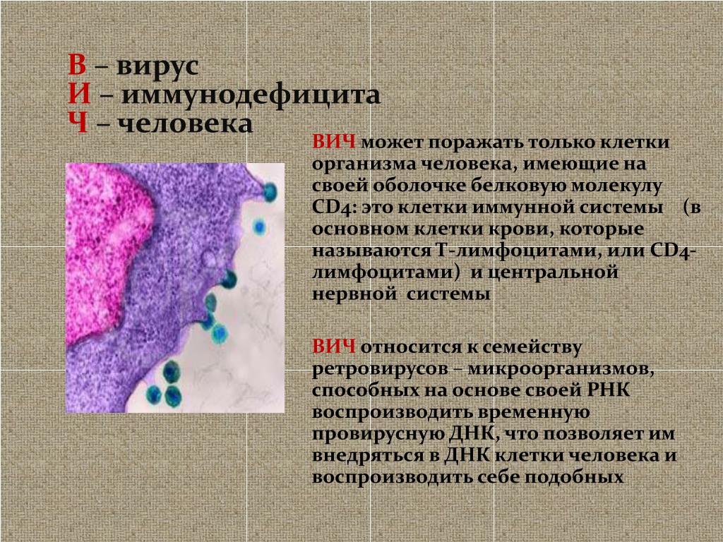 Иммунодефицит поражает. Вирус иммунодефицита человека поражает. СПИД поражает клетки. Вирусы иммунодефицита человека ВИЧ поражает. Какие клетки в организме человека поражает ВИЧ?.