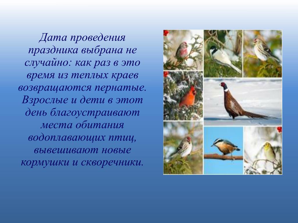 Презентация день птиц 2 класс. Международный день птиц. 1 Апреля Международный день птиц. Презентация на тему день птиц. Международный день птиц презентация.