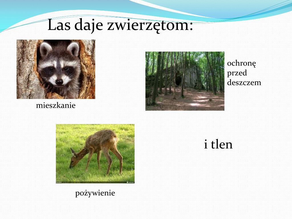 Znaczenie Ssaków W życiu Człowieka PPT - Znaczenie lasu w przyrodzie i życiu człowieka PowerPoint