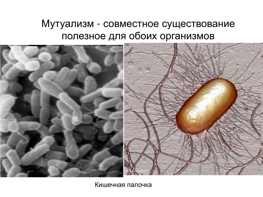 Пример симбиоза бактерий. Кишечная палочка мутуализм. Мутуализм примеры микробиология. Мутуалистические бактерии. Мутуализм микроорганизмов.