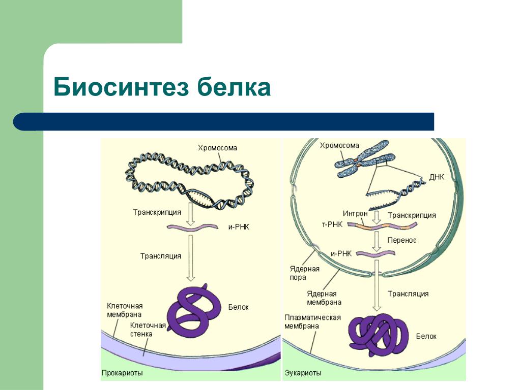 Последовательность этапов биосинтеза