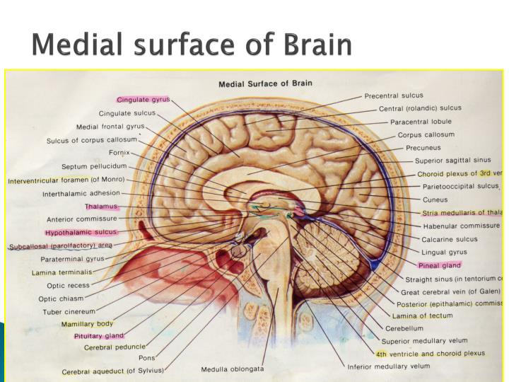 biological foundation of language biological foundation of language