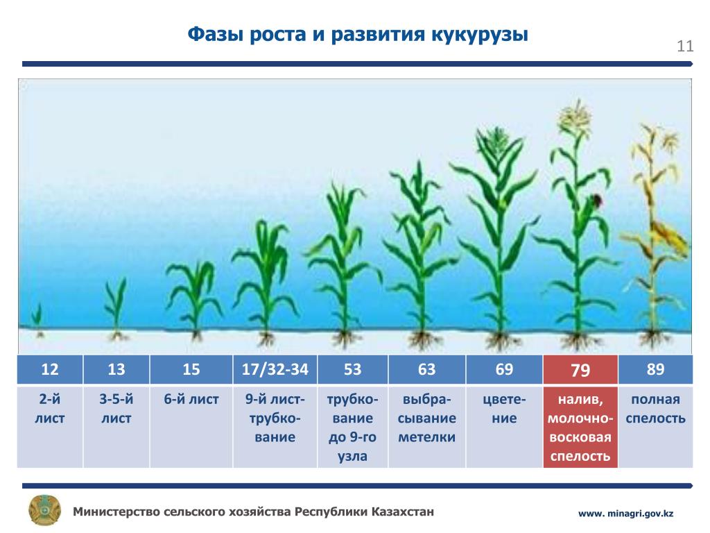 Сколько длится рост. Вегетационный период кукурузы. Фазы вегетации кукурузы. Схема развития кукурузы. Фенологические фазы развития кукурузы.