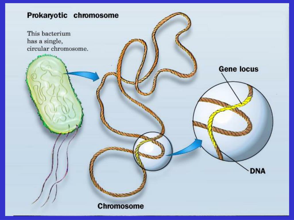 Есть ли у прокариотов. Строение хромосомы эукариотической клетки. Строение хромосомы прокариотической клетки. Строение хромосом прокариот. Хромосомы в прокариотической клетке.