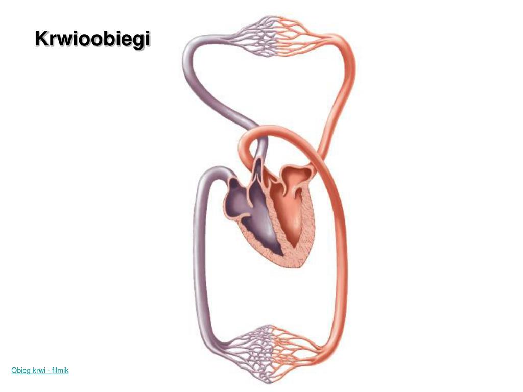 Biologia Klasa 7 Układ Krążenia PPT - Temat: BUDOWA I FUNKCJONOWANIE UKŁADU KRWIONOŚNEGO PowerPoint