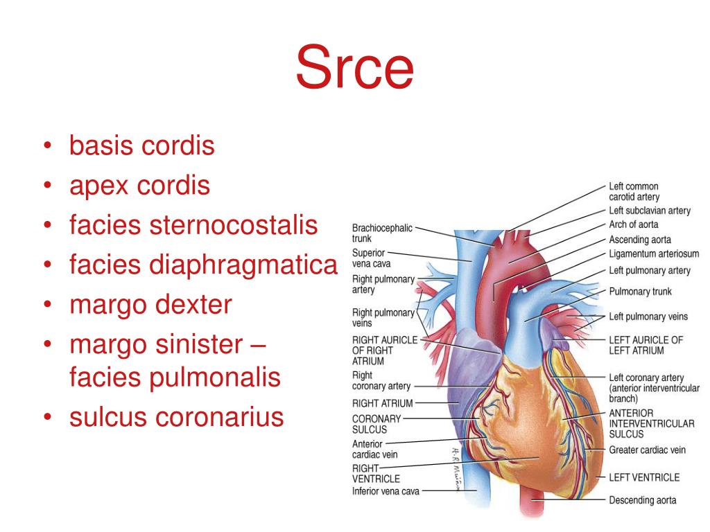Cordis латынь. Incisura Apex CORDIS. Основание сердца анатомия. Сердце basis.