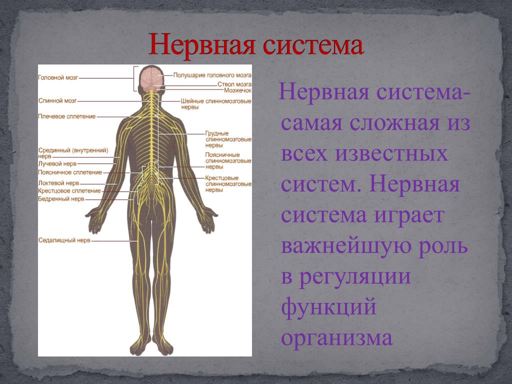Какие органы входят в нервную систему человека. Нервная система человекадоклат. Строение нервной системы. Сообщение о нервной системе. Рассказ о нервной системе.