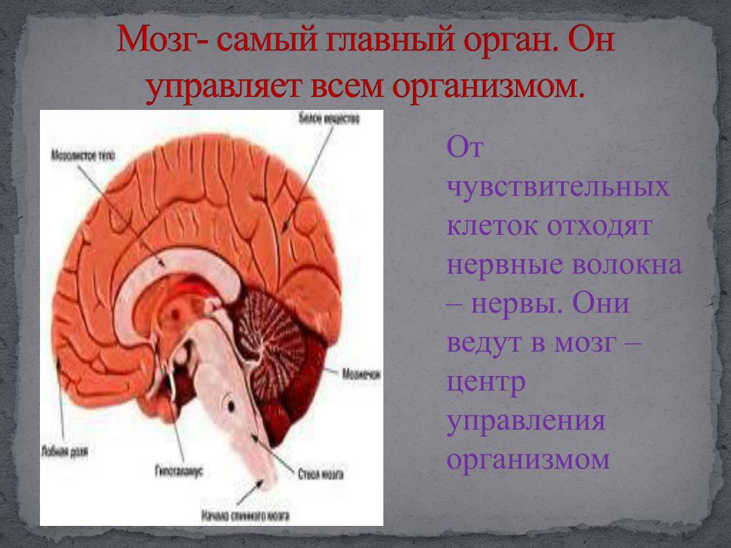 Мозг главный орган. Главный орган человека. Какие самые главные органы человека. Самый главный орган в организме человека.