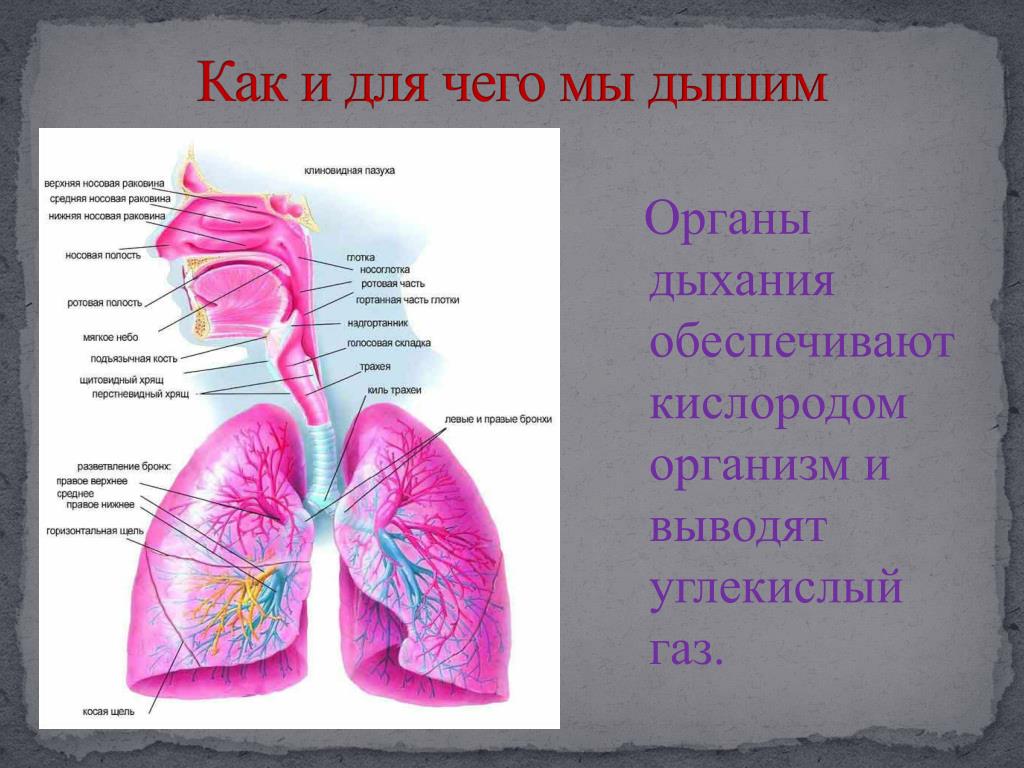 Чем мы дышим. Как мы дышим. Презентация как мы дышим. Как мы дышим для детей. Как мы дышим доклад.