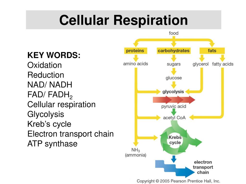 where does cellular respiration get glucose where does cellular respiration get glucose
