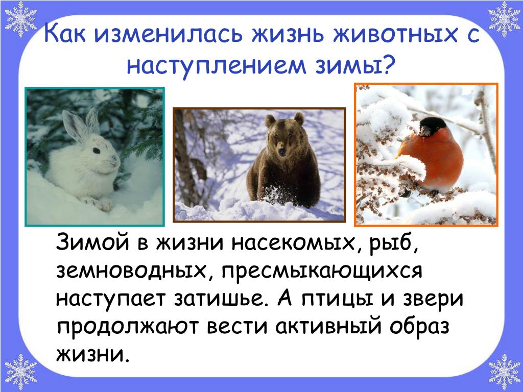 Перед наступлением зимы некоторые животные. Зимние изменения в природе. Животные зимой презентация. Зимующие звери. Изменения в жизни животных зимой.