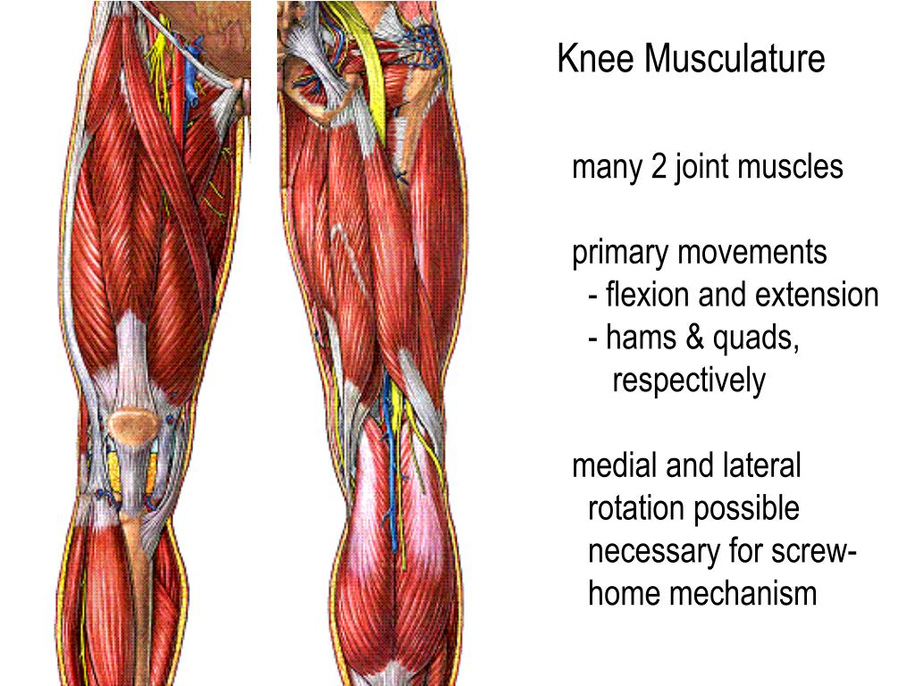 Anatomy Muscle Knee Joint