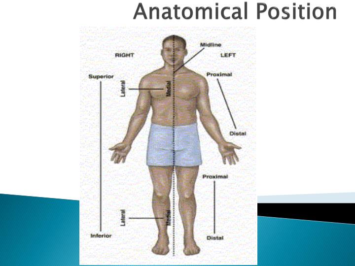 anatomical position anatomical position