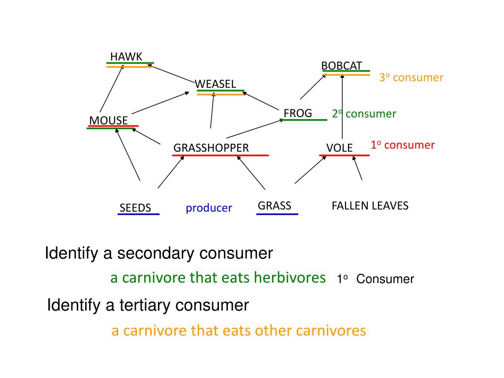 FOOD CHAINS and FOOD WEBS PowerPoint Presentation, free download ... Biology Diagrams