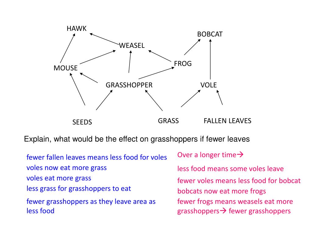 FOOD CHAINS and FOOD WEBS PowerPoint Presentation, free download ... Biology Diagrams