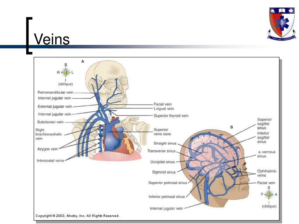 PPT - Vascular Anatomy PowerPoint Presentation, free download - ID:6181759